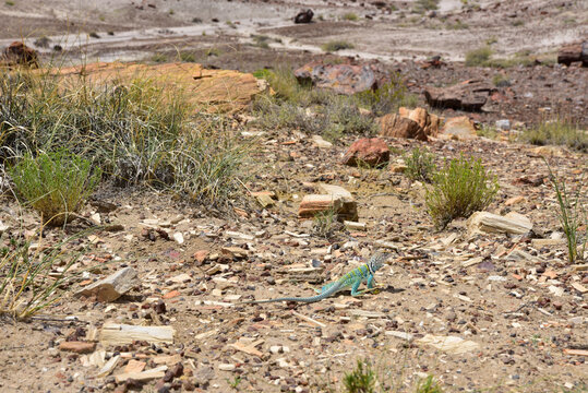 Collared lizard (Crotaphytus Collaris), Petrified Forest National Park in Arizona, EEUU.
