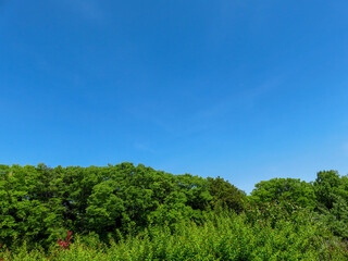 新緑と青空の広がる　のどかな風景　リラクゼーション　イメージ　風景素材　背景　日本　所沢　7