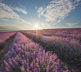 Naklejka na ściany i meble Meadow of lavender at sunrise