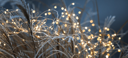 Banner oder Hintergrund Weihnachten und Winterzeit - frostbedeckte Gräser umwickelt von einer...