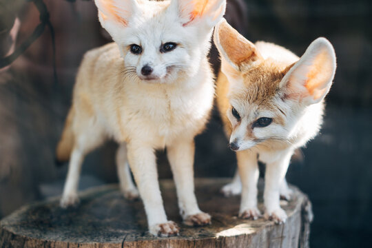 Two foxes of the Fennec breed stand side by side in an animal enclosure and look at zoo visitors.