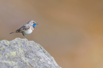 On the rock, bluethroat male at sunrise (Luscinia svecica)