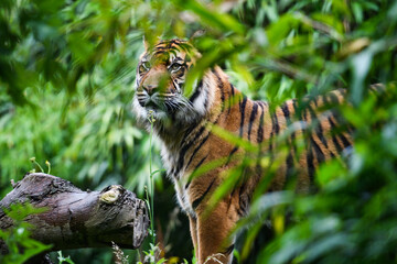 Close-up of a Sumatran tiger in jungle - 523156573