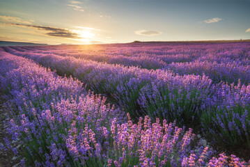 Naklejka premium Meadow of lavender at morning light. Nature composition.