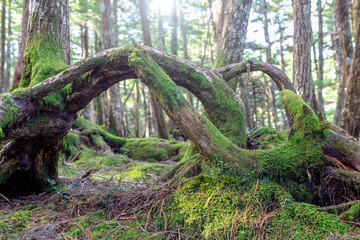 朝日の差す苔の茂る原生林。エコ,エコロジー,環境,持続性のイメージ