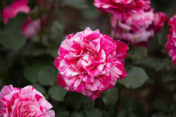 クレイジートゥ