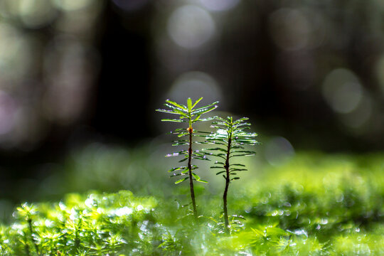 逆光の原生林に生える苔のクローズアップ。エコロジー,自然,環境,持続化のイメージ