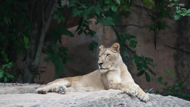Big lion sitting on rock background