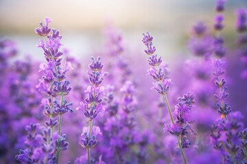 Fototapeta na wymiar Lavender flowers portrait