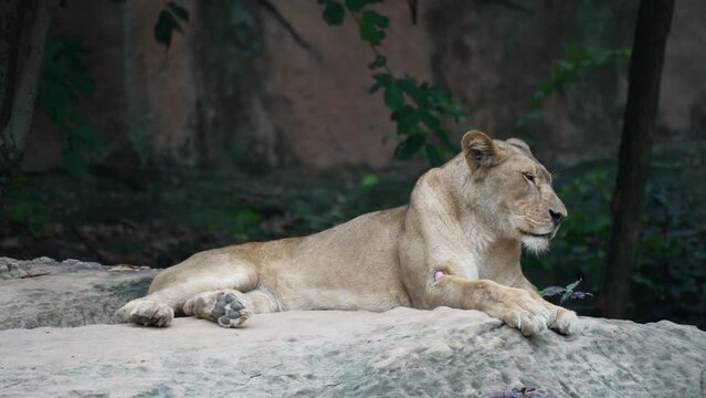 Big lion sitting on rock background