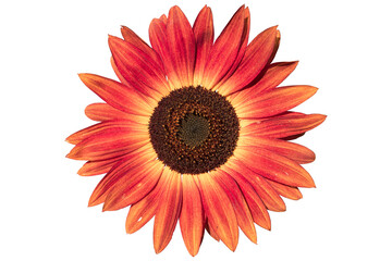 Sunflower 'Moulin Rouge F1' sunny red flower isolated on white