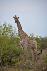 Wild giraffe