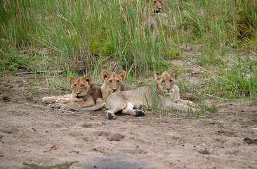 wild lion family 
