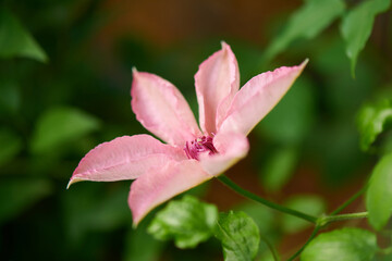 クレマチス　ピンク・ファンタジー
