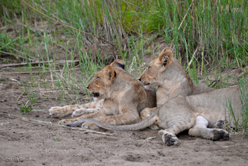 wild lion family 