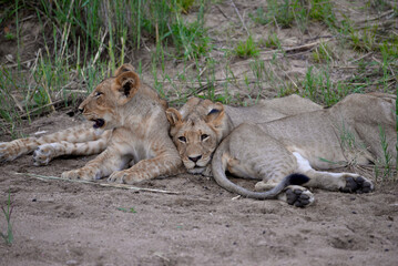 wild lion family 