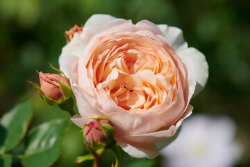 薔薇　アンブリッジローズ