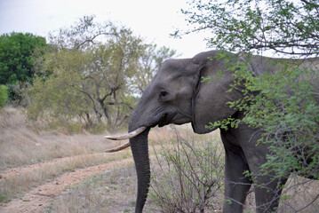 Fototapeta premium wild elephants family