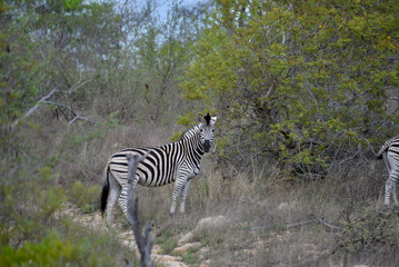 Fototapeta na wymiar wild zebra family