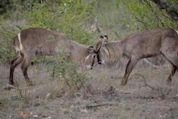Wild Waterbuck 