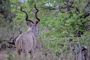 wild Kudu  