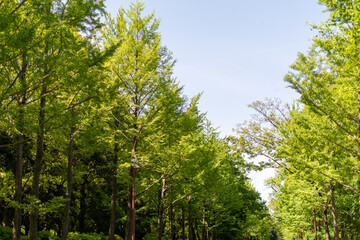 新緑と青空の広がる　のどかな風景　リラクゼーション　イメージ　風景素材　背景　日本　所沢　12