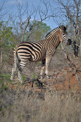 Fototapeta na wymiar wild zebra family
