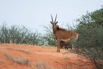 Sable antelope on orange dune in Kalahari desert, Namibia