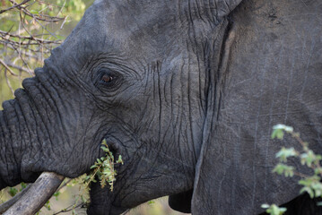 wild elephants family