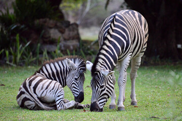 wild zebra family