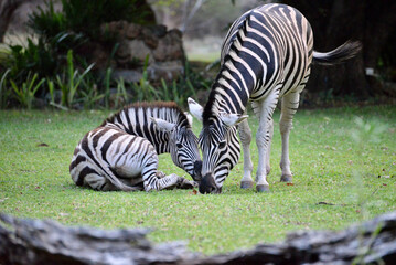 Fototapeta na wymiar wild Zebra family 