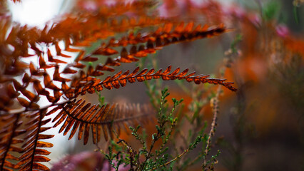 Macro de feuilles de fougère oranges, dans la forêt des Landes de Gascogne