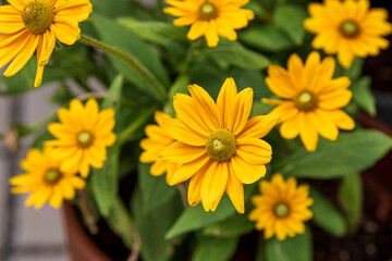 Rudbeckien in einem Blumentopf- leuchtende einjährige Sommergartendekoration