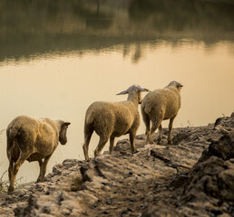 Ovejas en fila caminando sobre unas rocas junto al agua.
