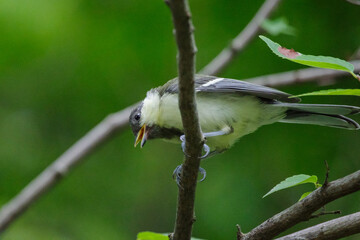 幼いシジュウカラが枝にとまっている
