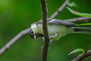幼いシジュウカラが枝にとまっている