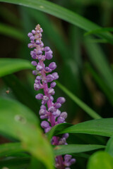 ヤブランが咲く