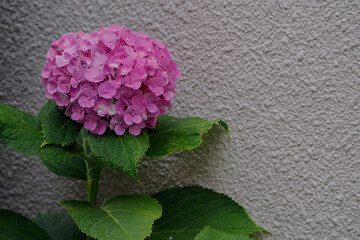 7月に最盛期になったアジサイ