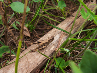 A close-up photo of a grasshopper on a green background