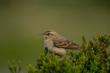 Tawny Pipit (Anthus campestris) perched on a branch