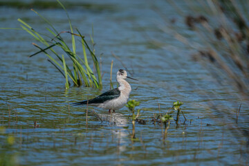 Black-winged Stilt (Himantopus himantopus) perched in wetland