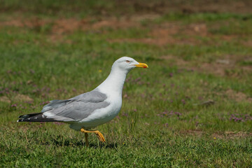 Yellow-legged Gull (Larus michahellis) perched on grass