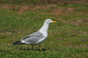 Yellow-legged Gull (Larus michahellis) perched on grass