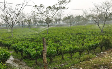 Fototapeta na wymiar Water is being sprayed on their motor waters pipes at Mohurgong & Gulma Tea Estate in Siliguri, India. This is 136 years old tea garden in the region since 1886 & spread across 700 hectares of land. 