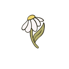 Chamomile, daisy, flower, floral