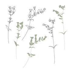 Vector illustration of herbs isolated on white background.