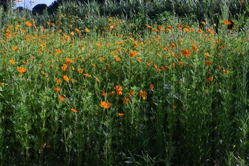 Golden cosmos flowers. Asteraceae annual, native to Mexico. Blooms for a long time from June to November.