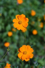 Golden cosmos flowers. Asteraceae annual, native to Mexico. Blooms for a long time from June to November.