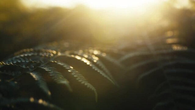 Bracken leaves at sunset light 