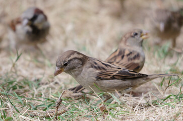 Moineau domestique picorant des graines dans une pelouse (Passer domesticus). 